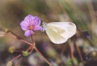 Eastern Wood White 2003 - Clive Burrows