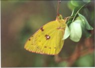 Pale Clouded Yellow 2003 - Clive Burrows