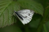 Green-veined White 2008 - Clive Burrows