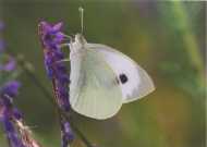 Large White 2003 - Clive Burrows