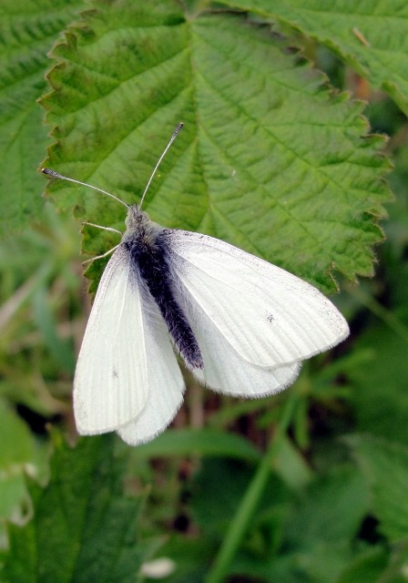 Small White 2010 - Dave Miller