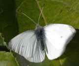 Small White - Andrew Wood