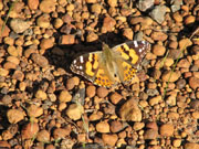 Australian Painted Lady - Dave Chandler