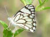 unknown Indian butterfly