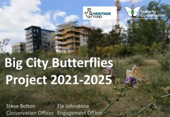 Big City Butterflies Project 2021-2025