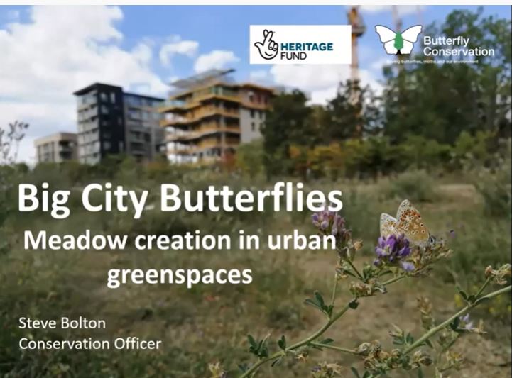 Big City Butterflies Wildflower Meadow Creation - Steve Bolton