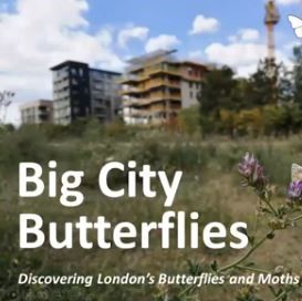 Big City Butterflies - Simon Saville