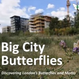 Big City Butterflies - Kate Merry