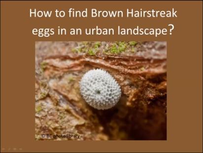 Finding Brown Hairstreak eggs