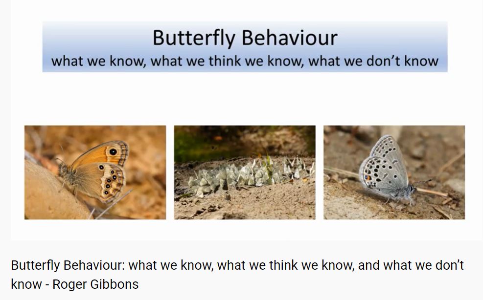 Butterfly Behaviour - Roger Gibbons