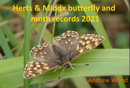 One year of butterflies and moths in 2021 - Andrew Wood