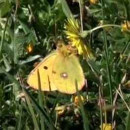 Clouded Yellow video clip