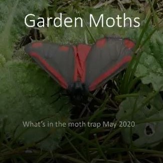 Garden Moths - Andrew Wood