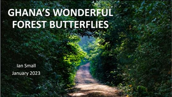 Ghana's Forest Butterflies - Ian Small