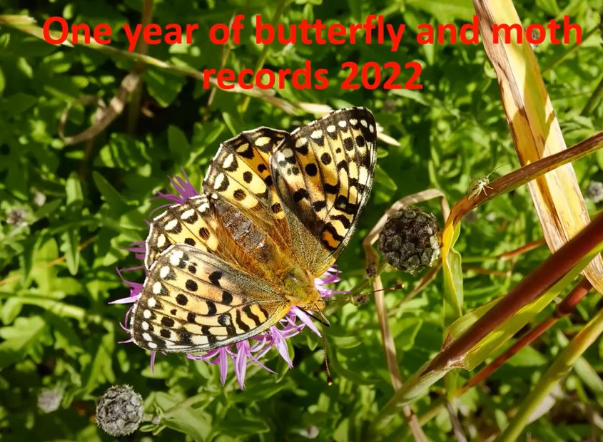 Butterfly & moth records 2022 - Andrew Wood