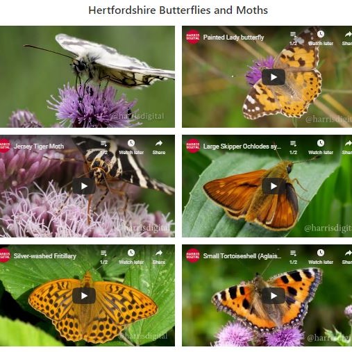 Herts Butterflies & Moths selection - John Harris