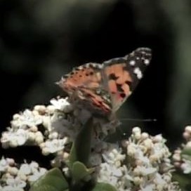 Painted Lady video clip