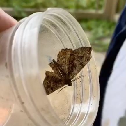 Perivale Wood moth-trap - David Howdon