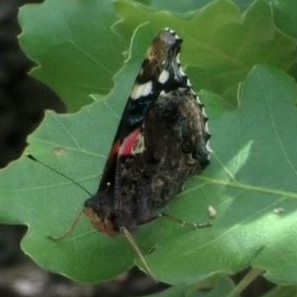 Red Admiral video clip