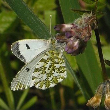 Spring butterflies - Andrew Wood