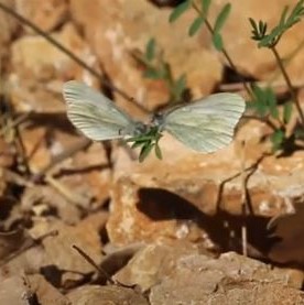 Wood White video clip