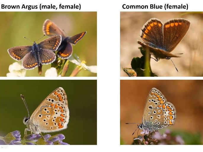 Identifying look-alike butterflies - Roger Gibbons