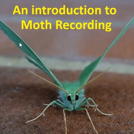 Moth Recording - Andrew Wood