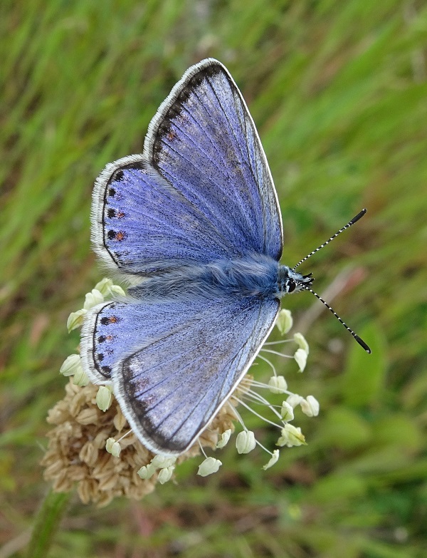 Common Blue - Dave Miller