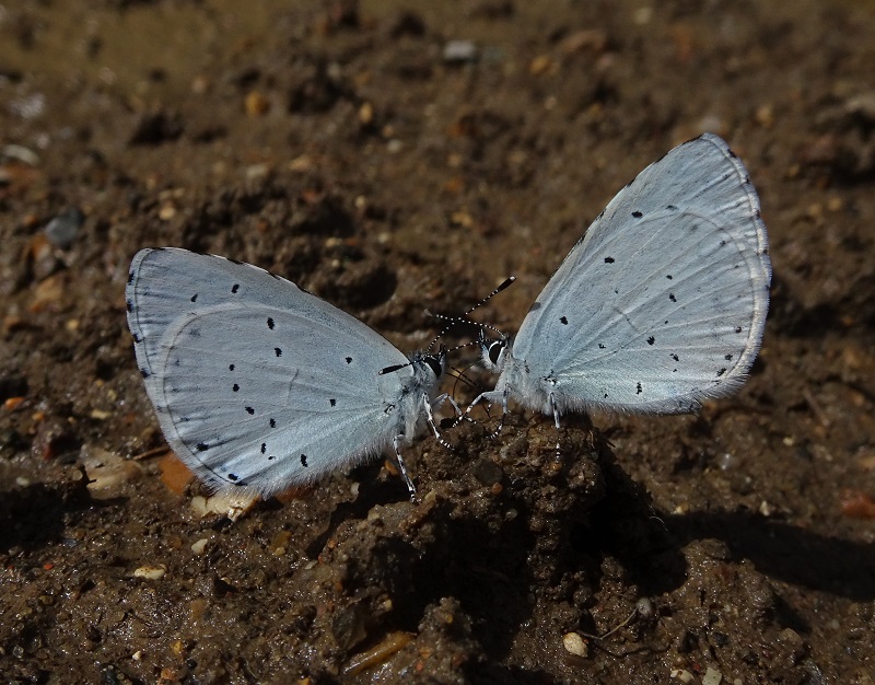 Holly Blues taking minerals - Dave Miller