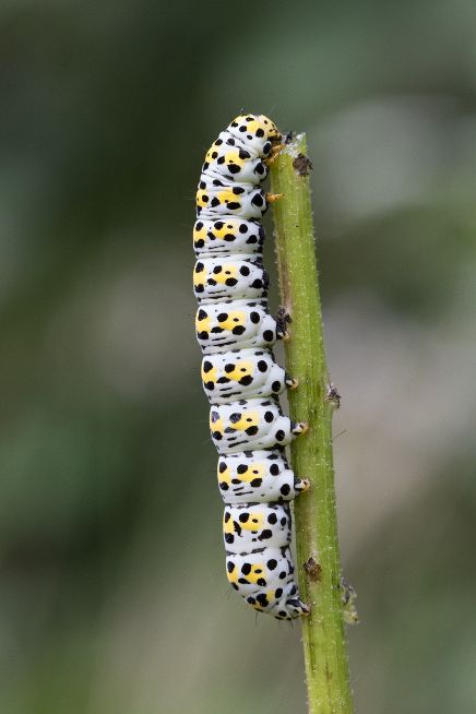 Mullein moth caterpillar - Ian Small