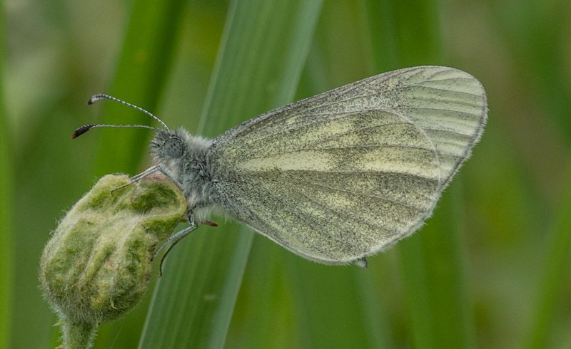 Cryptic Wood White - Keith Winch