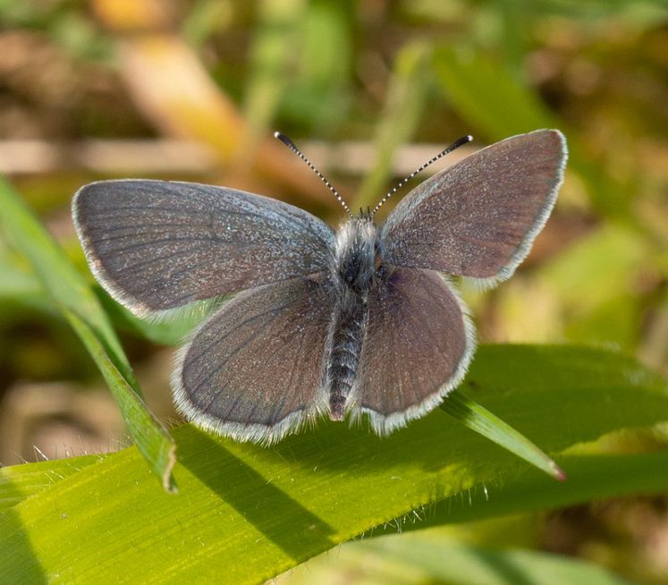Small Blue - Keith Winch