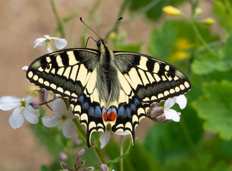 Swallowtail - Keith Winch