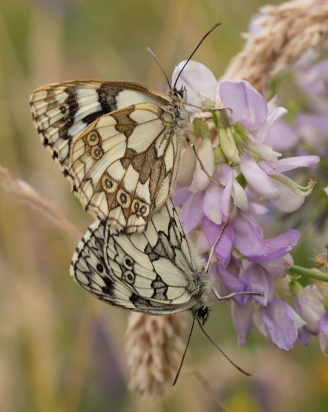 Marbled White pair - Keith Winch
