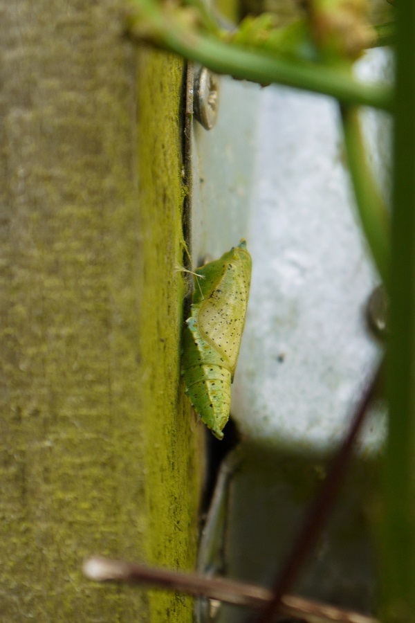 Small White pupa - Lucy Claxton