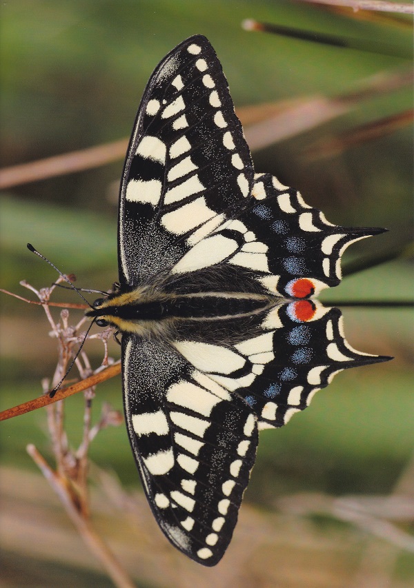 Swallowtail -  Miles Attenborough