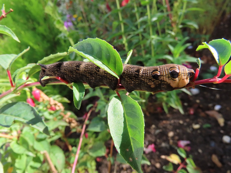 Elephant Hawk-moth caterpillar - Roger Seymour