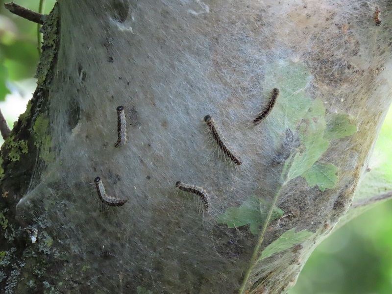 Oak Processionary moth caterpillars - Roger Seymour