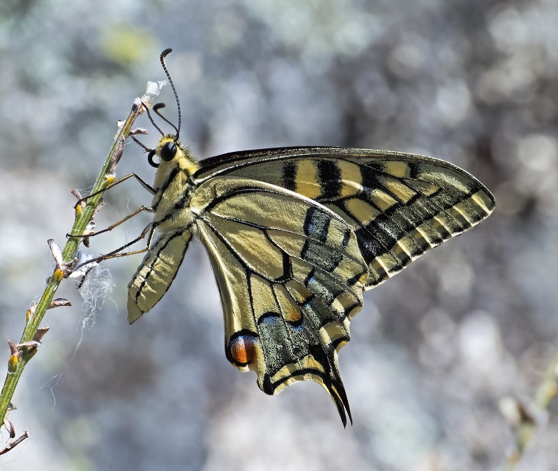 Common Swallowtail - Tim Alps