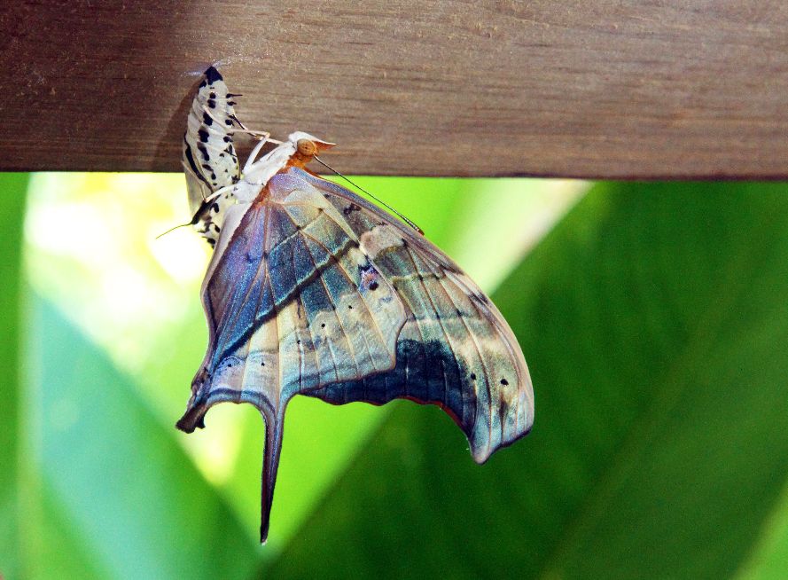 Swallowtail hatching - Trevor Chapman