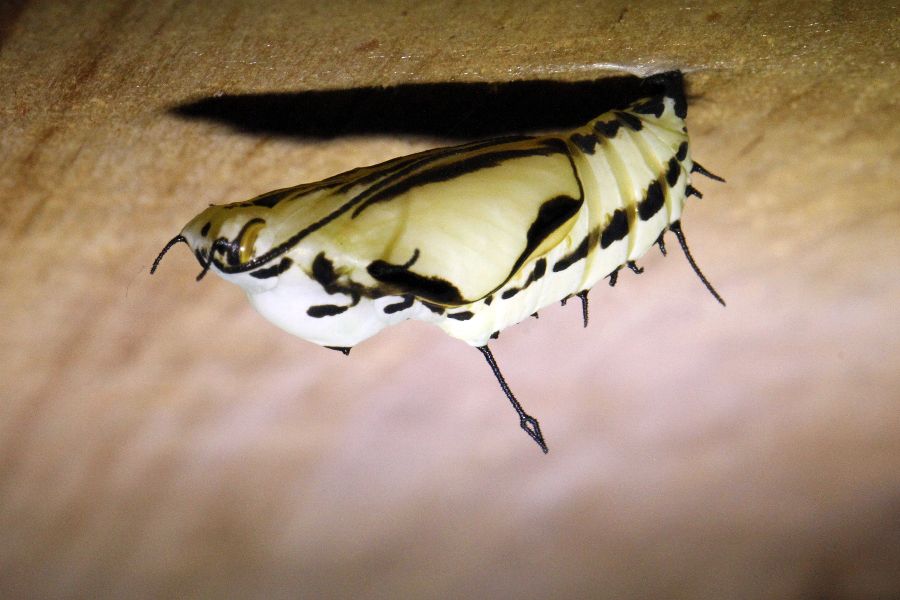 Butterfly pupa - Trevor Chapman