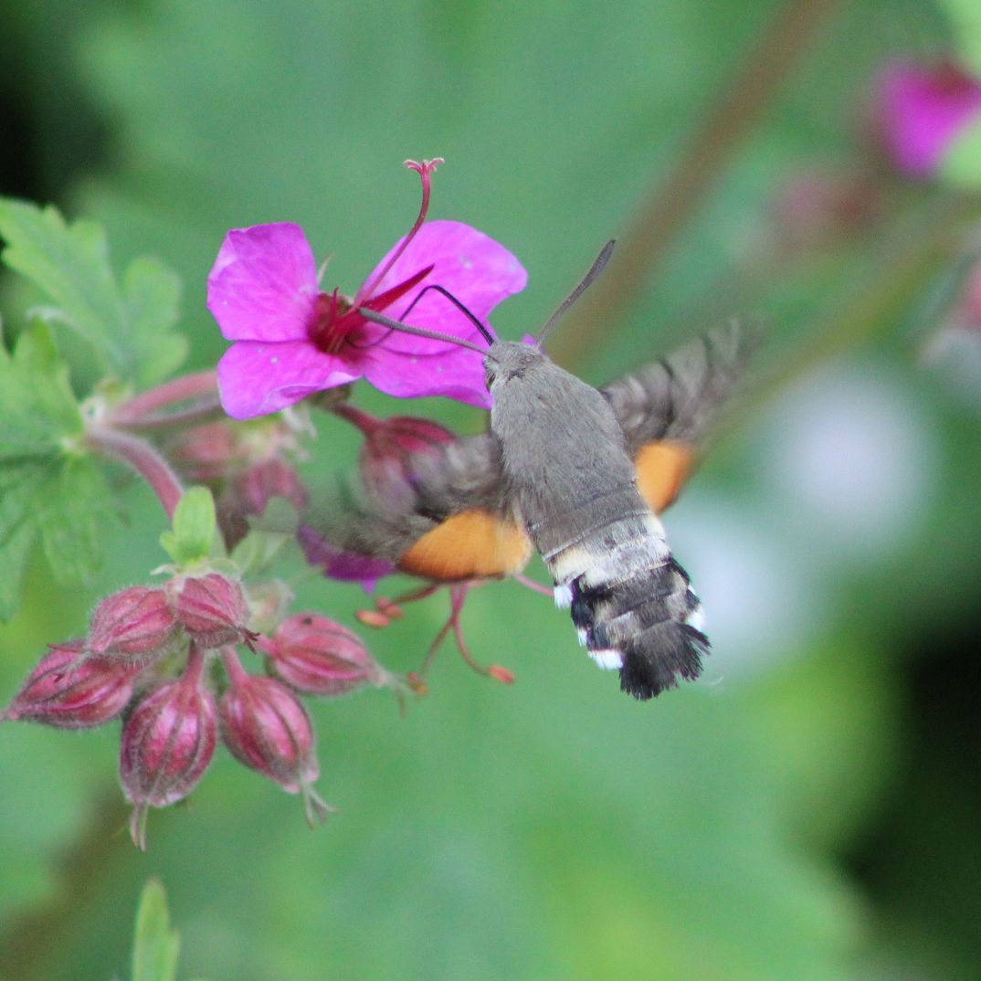 Hummingbird Hawk-moth - Annie Sutcliffe