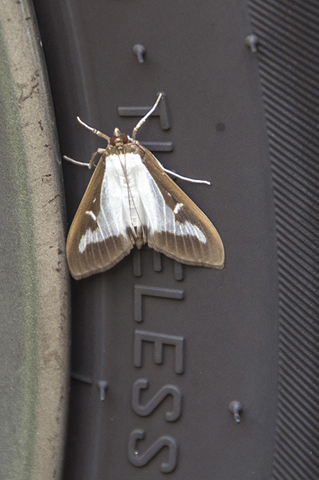 Box Tree moth Bishop's Stortford 19 Sep