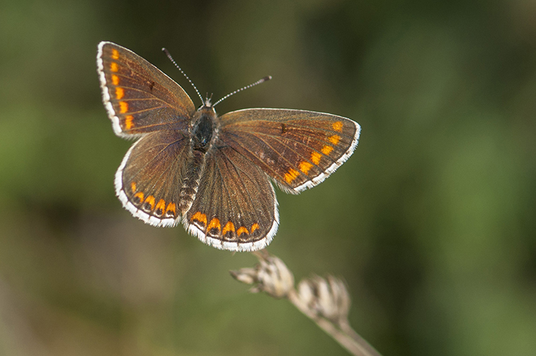 Brown Argus Southern Country Park 15 Aug