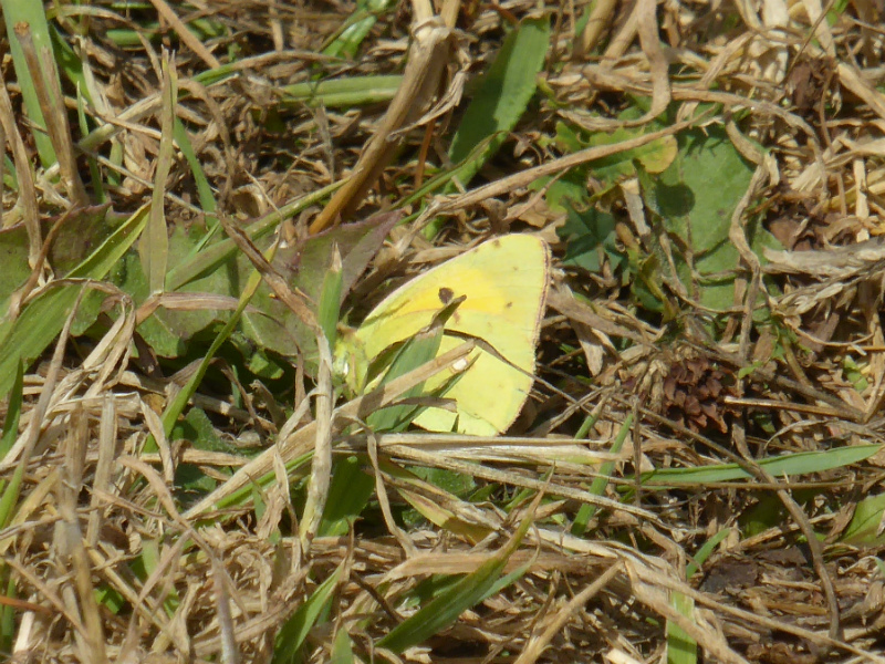 Clouded Yellow Heartwood Forest 1 Aug