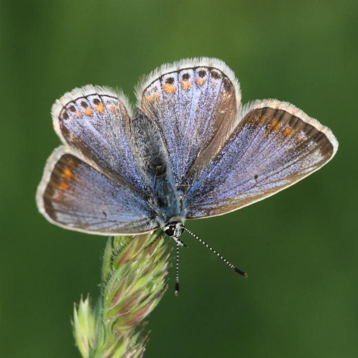 Common Blue Coppetts Wood 28 May 18