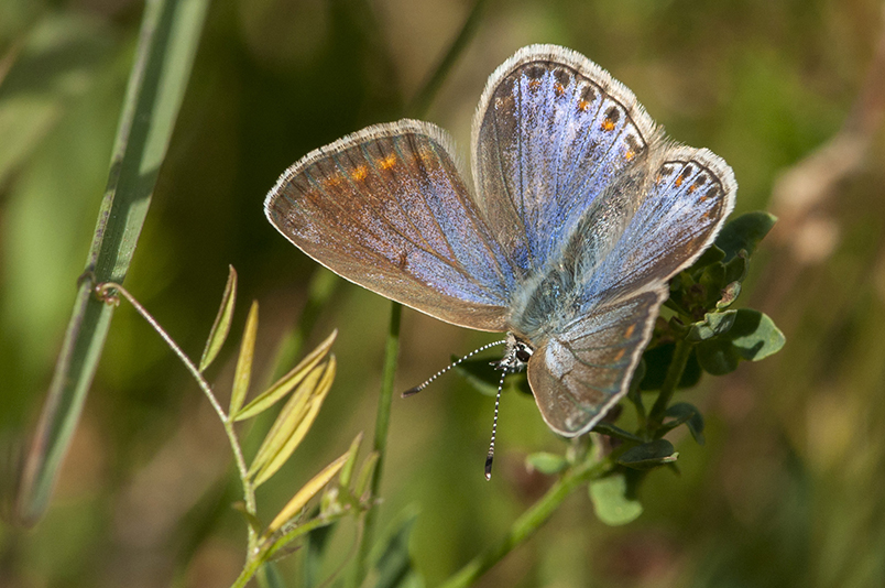 Common Blue Southern Country Park 17 Jul