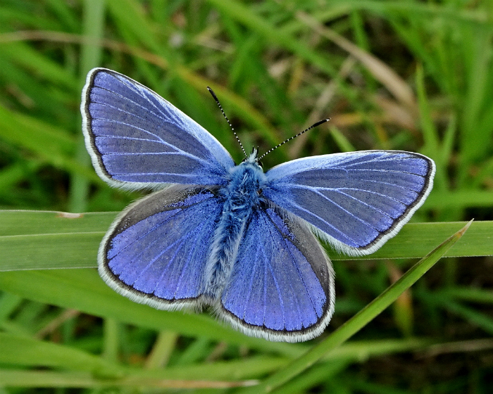 Common Blue Stanwell Moor 21 May 18