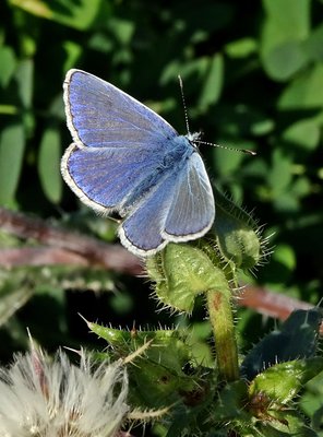 Common Blue Stanwell Moor 25 Oct
