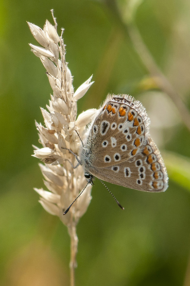 Common Blue aberration Southern Country Park 6 Aug